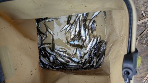 モツゴの釣果