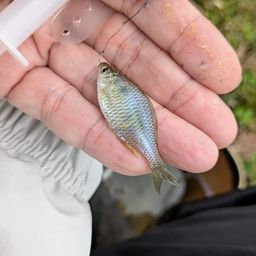 タイリクバラタナゴ