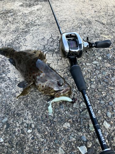 チャイロマルハタの釣果