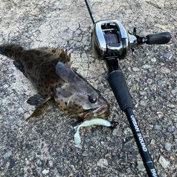 チャイロマルハタ