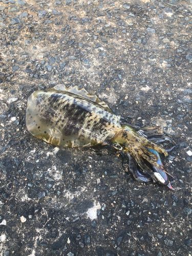 アオリイカの釣果