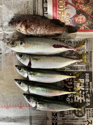 サバの釣果