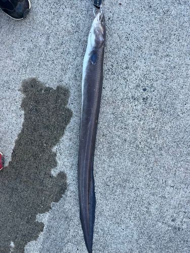 クロアナゴの釣果