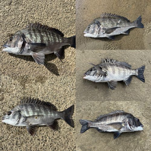 クロダイの釣果