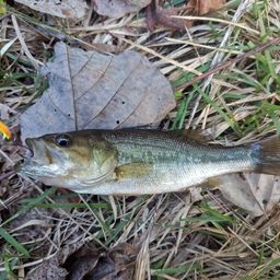 ラージマウスバス