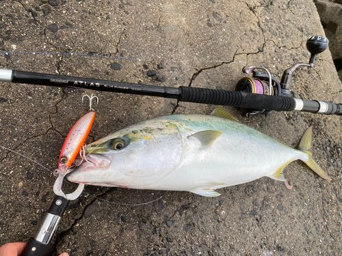 ハマチの釣果