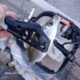 セイゴ(マルスズキ)