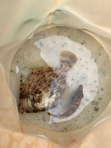 アジュール舞子