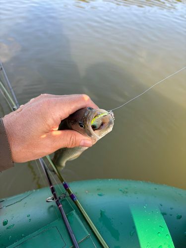 ラージマウスバスの釣果