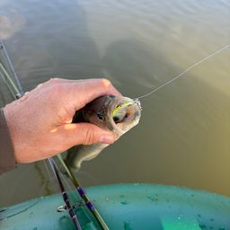 ラージマウスバス