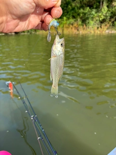 ラージマウスバスの釣果