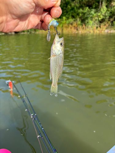 ラージマウスバスの釣果