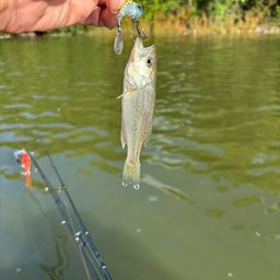 ラージマウスバス