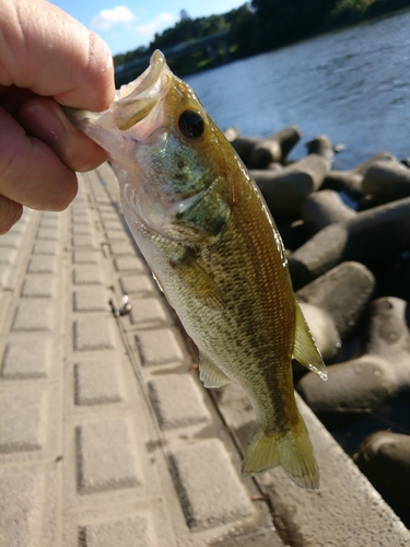 ラージマウスバスの釣果