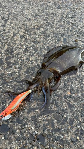 アオリイカの釣果