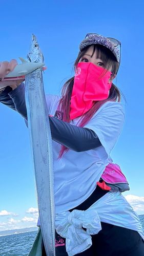 タチウオの釣果