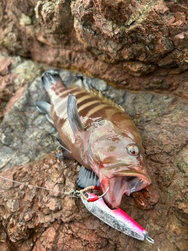アオハタの釣果