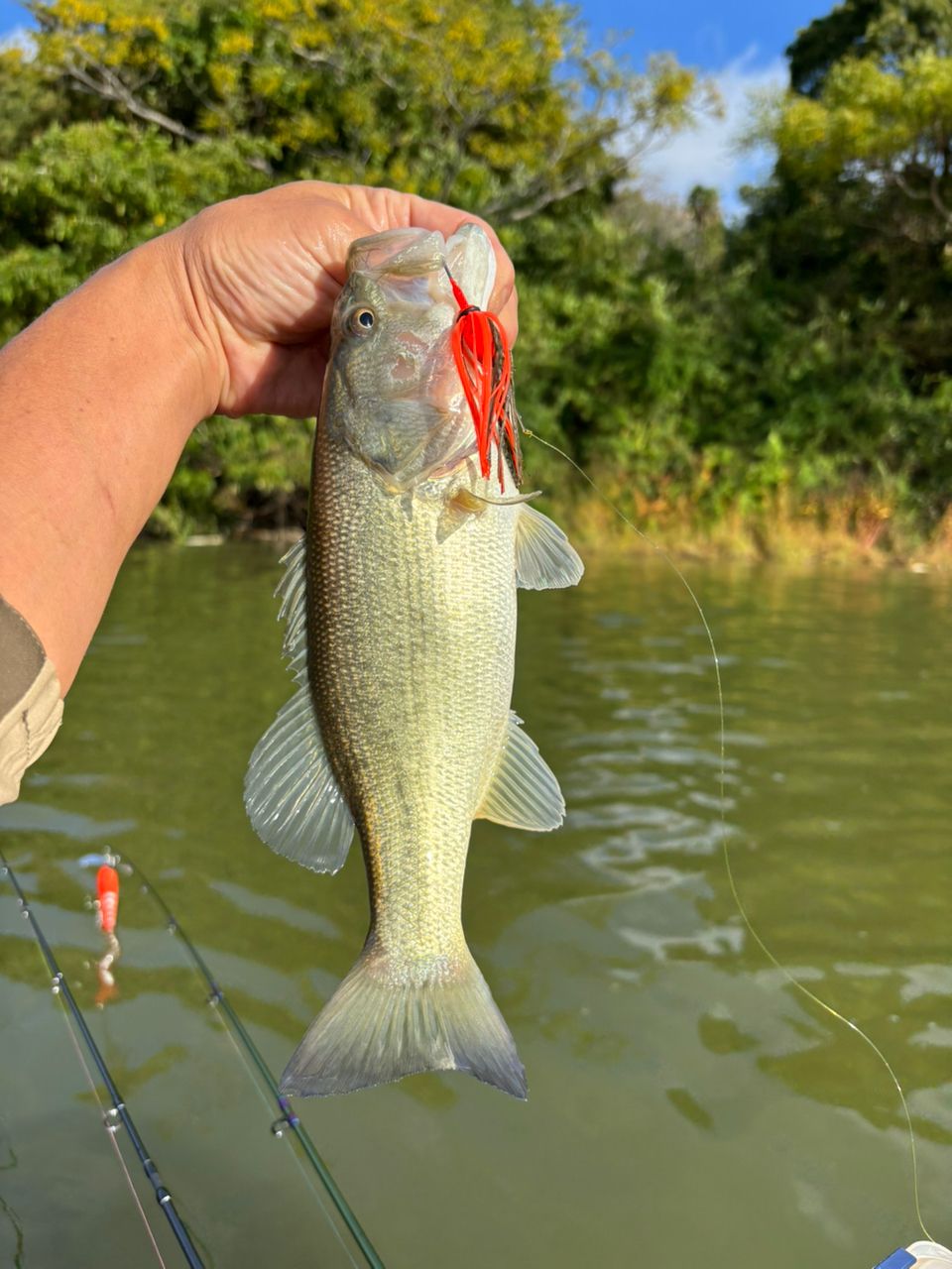 ラージマウスバス