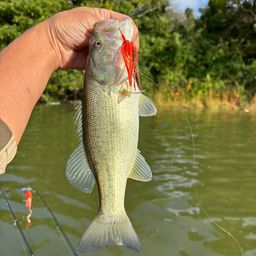 ラージマウスバス