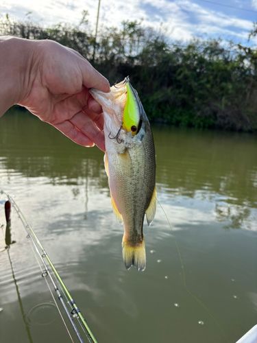 ラージマウスバスの釣果