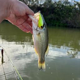 ラージマウスバス