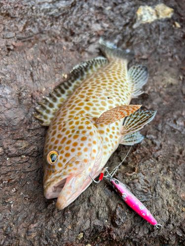 オオモンハタの釣果
