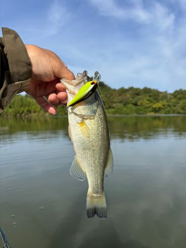 ラージマウスバスの釣果
