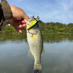 ラージマウスバス