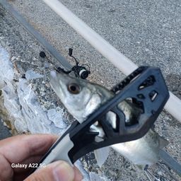 セイゴ(タイリクスズキ)