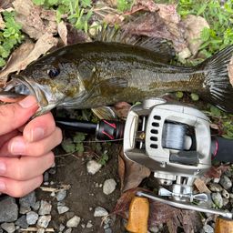 スモールマウスバス