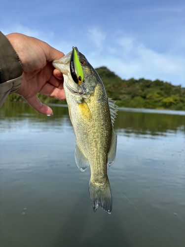 ラージマウスバスの釣果