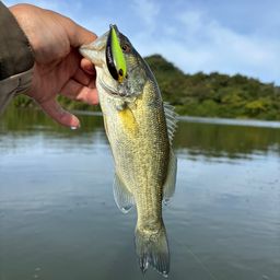 ラージマウスバス