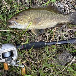 スモールマウスバス