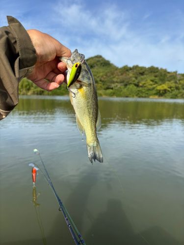 ラージマウスバスの釣果