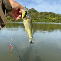 ラージマウスバス