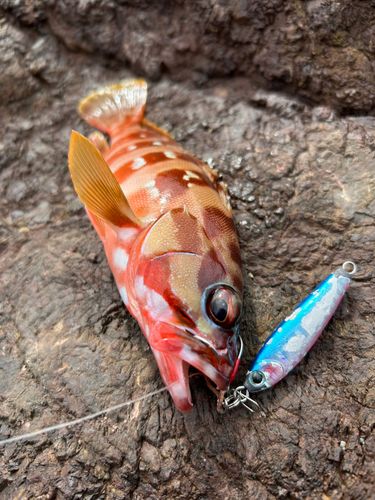 アカハタの釣果