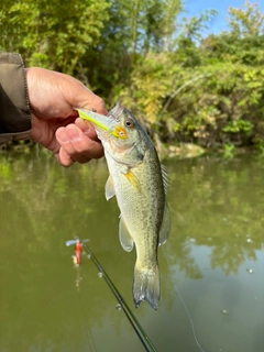 ラージマウスバスの釣果