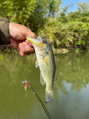 ラージマウスバスの釣果