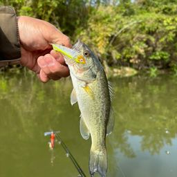 ラージマウスバス