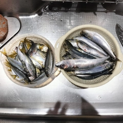アジの釣果