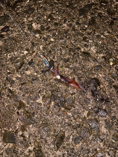 マメイカの釣果