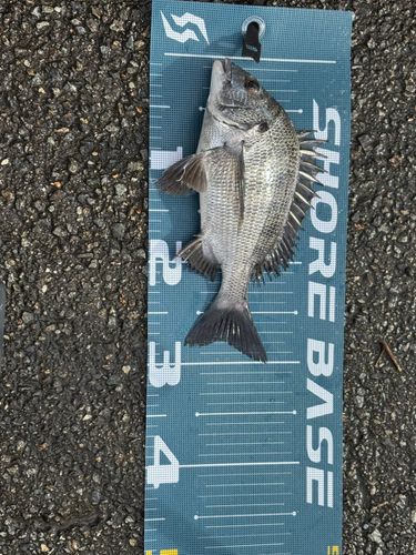 チンチンの釣果