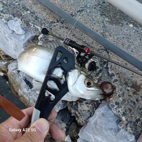 セイゴ（ヒラスズキ）の釣果