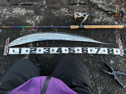 タチウオの釣果