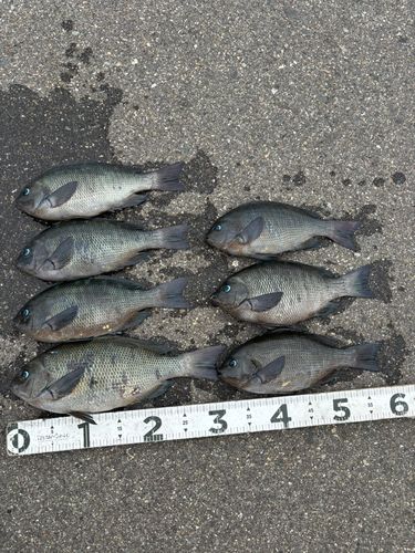 ハッピーフィッシング新潟東港第2堤防