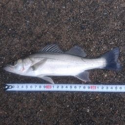 セイゴ（マルスズキ）