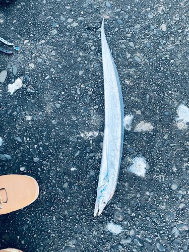 タチウオの釣果