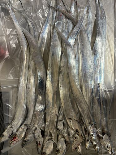 タチウオの釣果