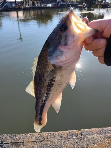 水戸南フィッシングエリア