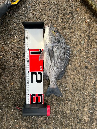 クロダイの釣果